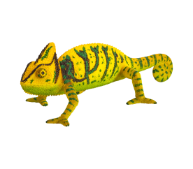 Mojo Chameleón