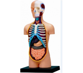 Anatomie člověka - trup